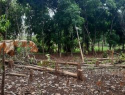 Pembalakan Liar Mulai Terang-terangan, KPH Pati Masih SulitTangkap Pelaku