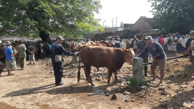 Atasi PMK, Pemkab Rembang Pastikan Stok Vaksin Tersedia 250 Dosis