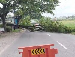 Antisipasi Pohon Tumbang di Musim Hujan, Pemkab Rembang Gencar Lakukan Perabasan