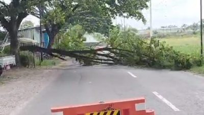 Antisipasi Pohon Tumbang di Musim Hujan, Pemkab Rembang Gencar Lakukan Perabasan