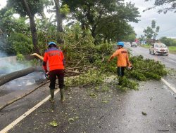 Musim Hujan Rawan Pohon Tumbang, Pemkab Pati Minta Warga Lebih Waspada
