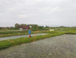 Pati Masuk Tiga Besar Sentra Produksi Ikan Lele Terbesar se-Jateng 