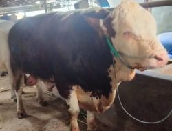 Presiden Prabowo Subianto Sumbang Sapi Kurban untuk Warga Desa Gempol Blora