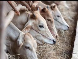 Wabah PMK-LSD Kembali Merebak, Sejumlah Kecamatan di Jepara Masuk Zona Merah