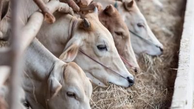 Wabah PMK-LSD Kembali Merebak, Sejumlah Kecamatan di Jepara Masuk Zona Merah