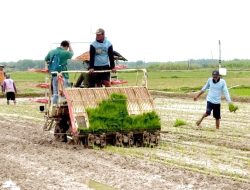 Realisasi Tanam Meningkat Tajam, Rembang Catat Rekor IP Padi Tahun 2025