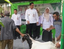 Jepara Dorong Batealit Jadi Sentra Kambing Boer, 110 Ekor Disalurkan ke Peternak