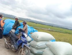 Harga Gabah Kering di Pati Selatan Tembus Rp7.200 per Kg