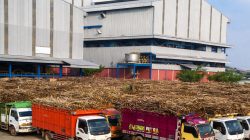 Gagal Giling Tahun Ini, PT GMM Hanya Fasilitasi Penjualan