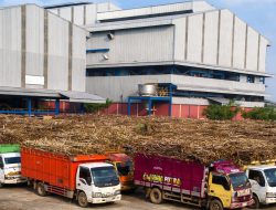 Gagal Giling Tahun Ini, PT GMM Hanya Fasilitasi Penjualan