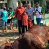 Mensesneg Prasetyo Hadi Sumbang Sapi Jumbo untuk Warga Ngawen