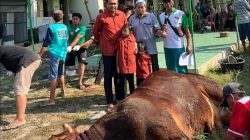 Mensesneg Prasetyo Hadi Sumbang Sapi Jumbo untuk Warga Ngawen