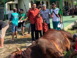 Mensesneg Prasetyo Hadi Sumbang Sapi Jumbo untuk Warga Ngawen