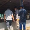 Populasi Sapi di Pati Menyusut Jelang Musim Kurban