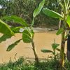 Tanggul Sungai Widodaren Jebol, Ratusan Rumah di Batangan Pati Terendam Banjir