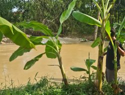 Tanggul Sungai Widodaren Jebol, Ratusan Rumah di Batangan Pati Terendam Banjir
