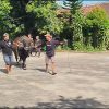Sapi Kurban Bantuan Presiden di Blora Mengamuk Saat Diturunkan, Warga Sempat Berhamburan