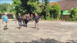 Sapi Kurban Bantuan Presiden di Blora Mengamuk Saat Diturunkan, Warga Sempat Berhamburan