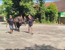 Sapi Kurban Bantuan Presiden di Blora Mengamuk Saat Diturunkan, Warga Sempat Berhamburan