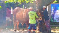 Hari Kedua Iduladha, Sapi Bantuan Presiden Prabowo Disembelih di Rembang