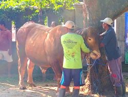 Hari Kedua Iduladha, Sapi Bantuan Presiden Prabowo Disembelih di Rembang