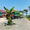 ‘Kartu Kuning’ untuk Gubernur Jateng, Warga Blora Tanam Pohon Pisang di Jalan Provinsi
