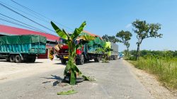 ‘Kartu Kuning’ untuk Gubernur Jateng, Warga Blora Tanam Pohon Pisang di Jalan Provinsi