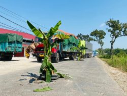 ‘Kartu Kuning’ untuk Gubernur Jateng, Warga Blora Tanam Pohon Pisang di Jalan Provinsi