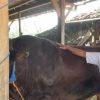 Sapi 1,1 Ton Milik Peternak Grobogan Jadi Kurban Bantuan Presiden