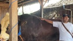 Sapi 1,1 Ton Milik Peternak Grobogan Jadi Kurban Bantuan Presiden