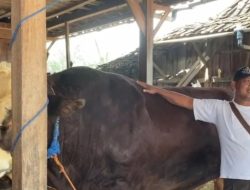 Sapi 1,1 Ton Milik Peternak Grobogan Jadi Kurban Bantuan Presiden