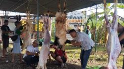 Pengawasan Diperketat, Hewan Kurban di Kudus Nihil Penyakit