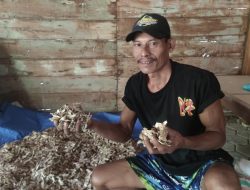Kemarau Datang, Perburuan Lempuyang Hutan Blungun Kembali Bergeliat