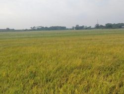 1.138 Hektare Sawah di Jepara Selamat, Kebocoran Bendungan Berhasil Ditangani