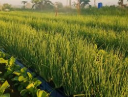 Bawang Merah dari Benih Mulai Dikembangkan di Sumber Rembang