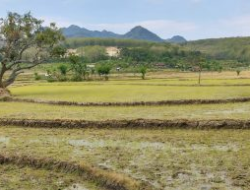 Pemkab Rembang Optimalkan Lahan Nonrawa untuk Dongkrak Produksi Padi