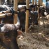 Stok Vaksin PMK Menipis, Kudus Tunggu Pasokan dari Pemprov Jateng