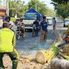 Rawan Jatuh, Pohon Palem Tua di Jalan Pemuda Rembang Mulai Ditebang