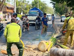 Rawan Jatuh, Pohon Palem Tua di Jalan Pemuda Rembang Mulai Ditebang