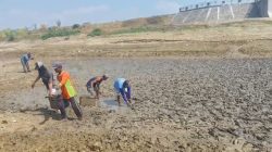Bendungan Karet Surut, Warga Panen Ikan Sapu-Sapu