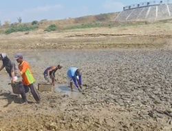 Bendungan Karet Surut, Warga Panen Ikan Sapu-Sapu