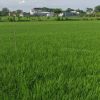 Ribuan Hektare Sawah di Pati Terancam Kekeringan
