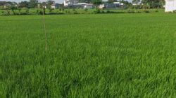 Ribuan Hektare Sawah di Pati Terancam Kekeringan