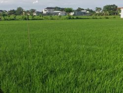 Ribuan Hektare Sawah di Pati Terancam Kekeringan