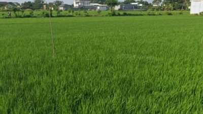 Ribuan Hektare Sawah di Pati Terancam Kekeringan