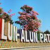 Tabebuya Mekar Cantik di Alun-Alun Pati, Warga Bisa Dapat Bibit Gratis